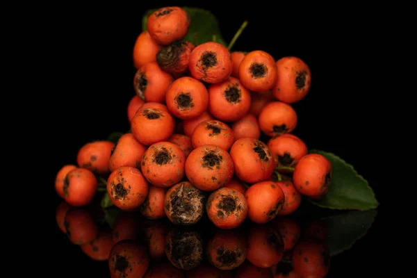 Rowanberry naranja salvaje aislado en vidrio negro —  Fotos de Stock