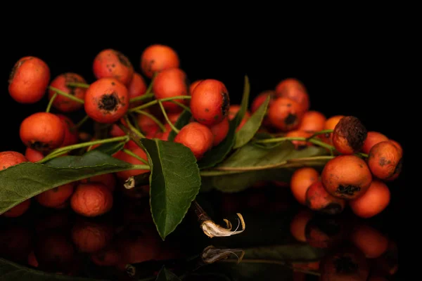Rowanberry orange sauvage isolée sur verre noir — Photo