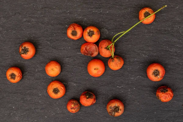 Rowanberry laranja selvagem em pedra cinzenta — Fotografia de Stock