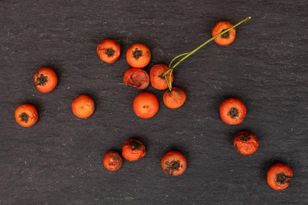 Rowanberry laranja selvagem em pedra cinzenta — Fotografia de Stock