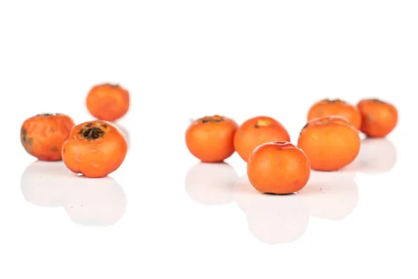 Rowanberry orange sauvage isolée sur blanc — Photo