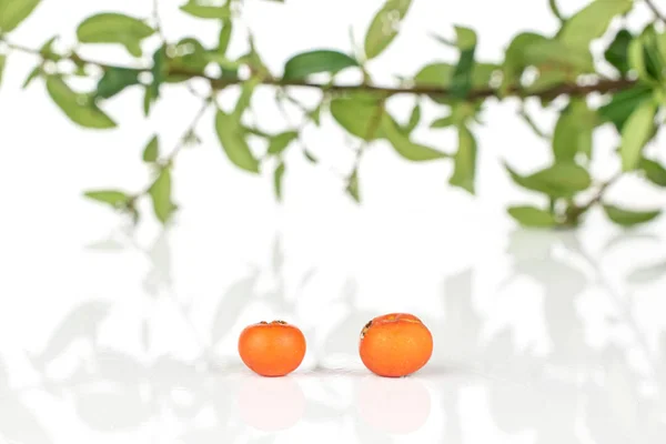 Wild orange rowanberry isolated on white — Stock Photo, Image