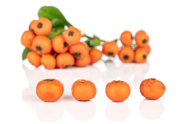 Rowanberry orange sauvage isolée sur blanc — Photo