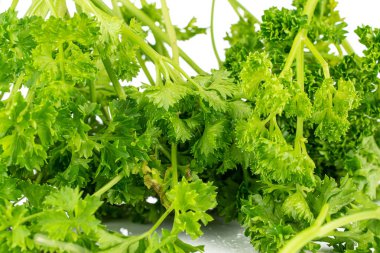 Taze yeşil maydanoz.