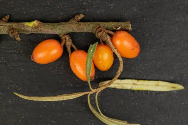 Gri taşta deniz karabatağı üzümü