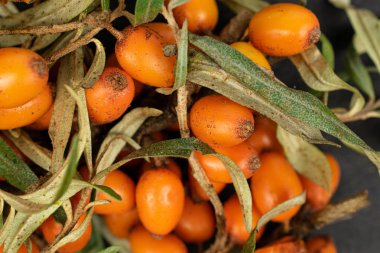 Gri taşta deniz karabatağı üzümü