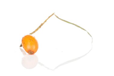 Beyaz karabatak üzümü izole