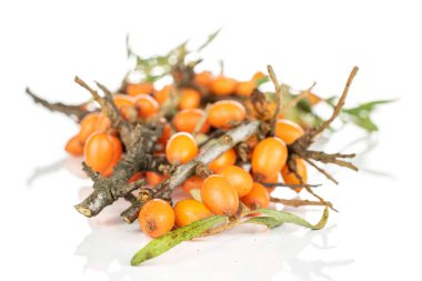 Beyaz karabatak üzümü izole