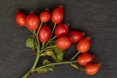 Fresh red rosehip on grey stone clipart