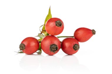 Taze kırmızı gül gemisi beyazda izole edilmiş.