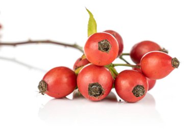 Taze kırmızı gül gemisi beyazda izole edilmiş.