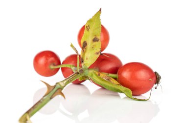 Taze kırmızı gül gemisi beyazda izole edilmiş.