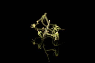 Siyah camda izole edilmiş taze kırmızı domates.