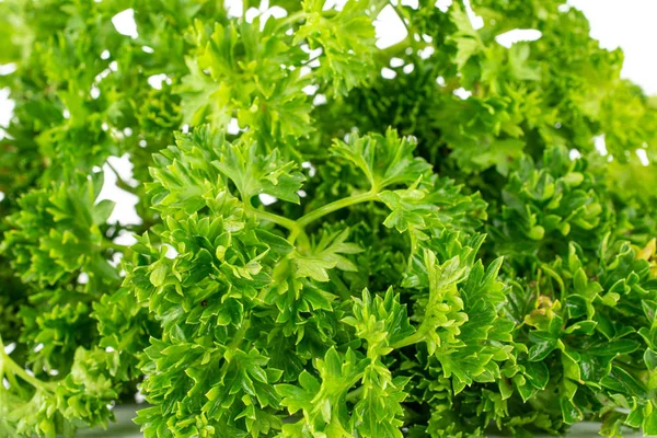 Fresh green parsley isolated on white — Stock Photo, Image