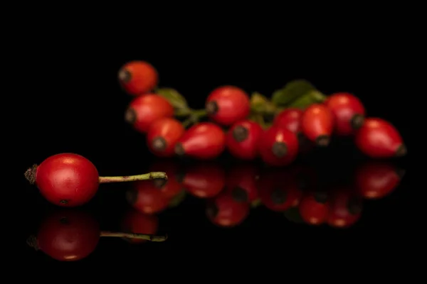 Fresh red rosehip isolated on black glass — Stock Photo, Image