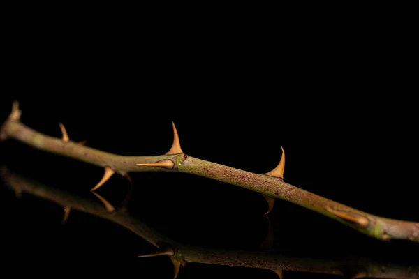 Rosas vermelhas frescas isoladas em vidro preto — Fotografia de Stock