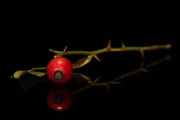 Rosas vermelhas frescas isoladas em vidro preto — Fotografia de Stock