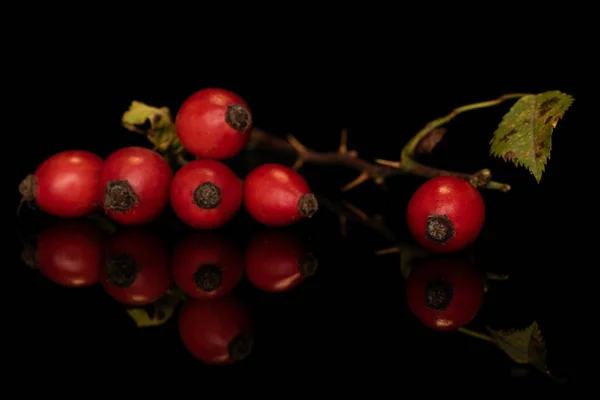 Rosas vermelhas frescas isoladas em vidro preto — Fotografia de Stock