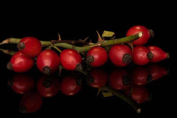 Églantier rouge frais isolé sur verre noir — Photo