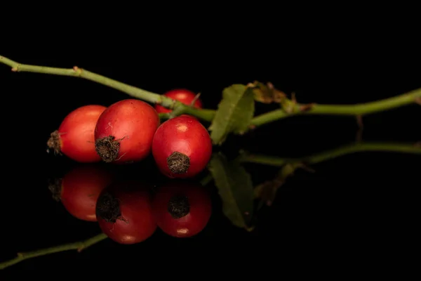 Fresh red rosehip isolated on black glass — Stock Photo, Image