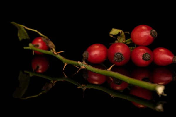Fresh red rosehip isolated on black glass — Stock Photo, Image