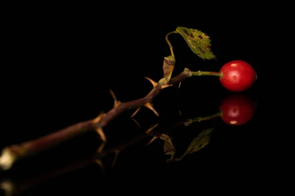 Fresh red rosehip isolated on black glass — Stock Photo, Image