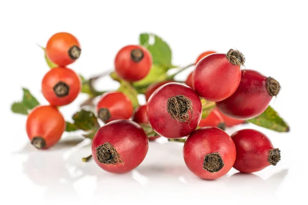 Rosa mosqueta roja fresca aislada sobre blanco — Foto de Stock