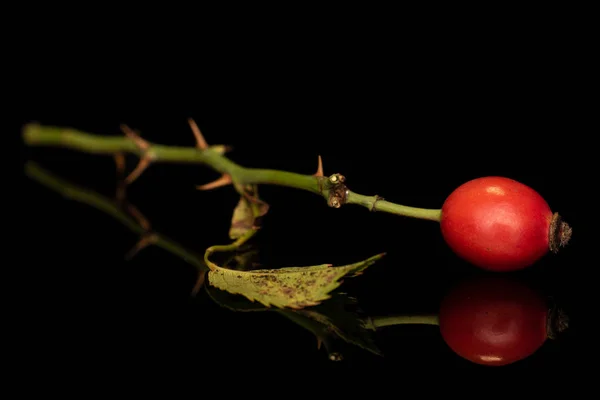 Fresh red rosehip isolated on black glass — Stock Photo, Image