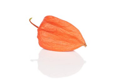 Taze turuncu physalis beyaz izole
