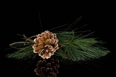 Kahverengi orman kozalakları siyah camlarda izole edilmiş.