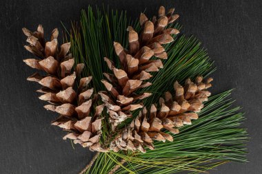 Kahverengi orman kozalağı gri taşın üzerinde