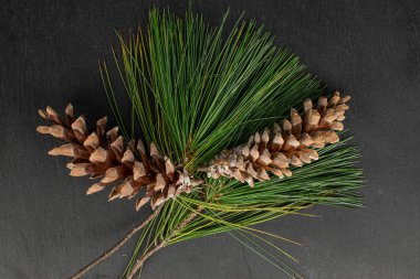 Kahverengi orman kozalağı gri taşın üzerinde