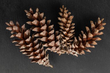 Kahverengi orman kozalağı gri taşın üzerinde