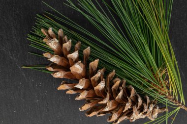 Kahverengi orman kozalağı gri taşın üzerinde