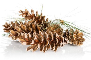 Kahverengi orman çam kozalağı beyaza izole edilmiş