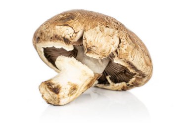 Beyaz üzerinde taze kahverengi mantar.