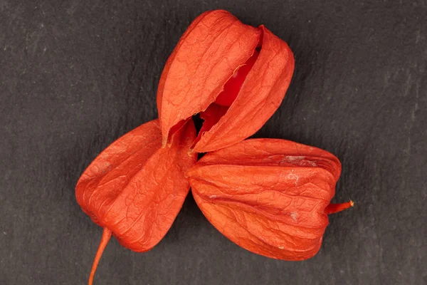 Physalis laranja fresco em pedra cinzenta — Fotografia de Stock