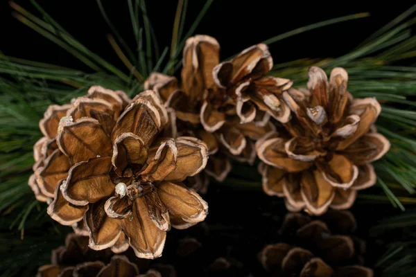 Cono de pino bosque marrón aislado en vidrio negro —  Fotos de Stock