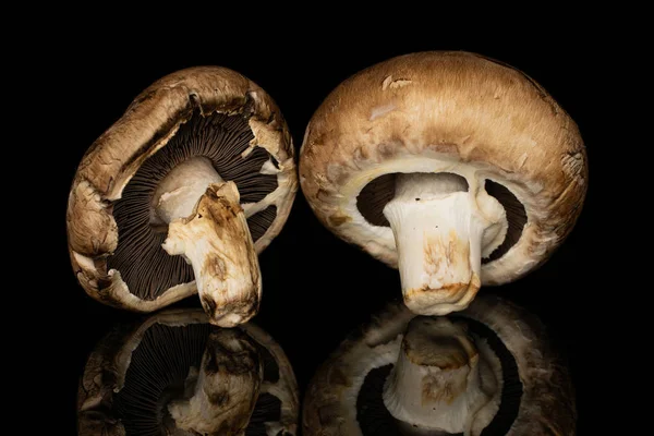 Fresh brown mushroom isolated on black glass — Stock Photo, Image