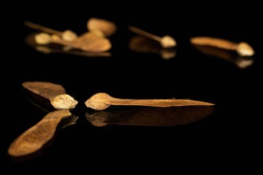 Şarap kahverengi samara achene siyah camda izole edilmiş.