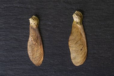 Gri taşın üzerinde şarap rengi kahverengi samara achene.