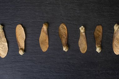 Gri taşın üzerinde şarap rengi kahverengi samara achene.