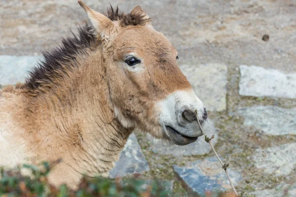 Hayvanat Bahçesi kasa içine Przewalski'nın at nalı are