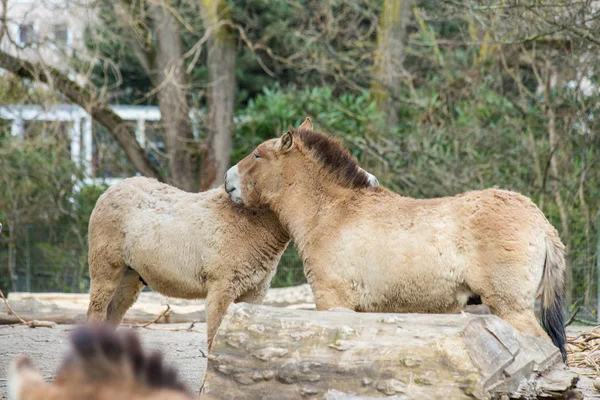 Cavalos Przewalski Estão Recinto Zoológico — Fotografia de Stock