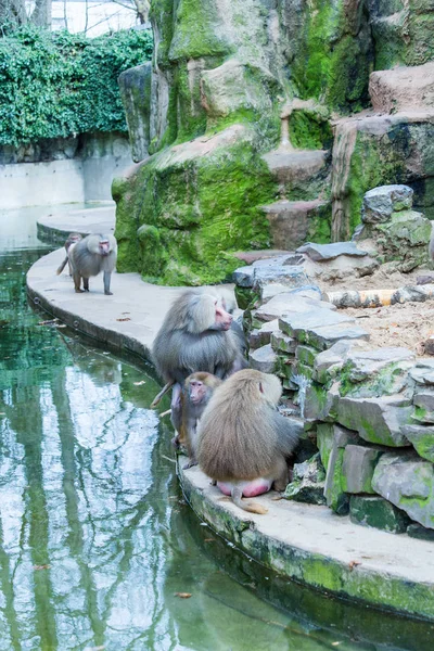 Gran Grupo Monos Babuinos Alimentándose Zoológico Colonia — Foto de Stock