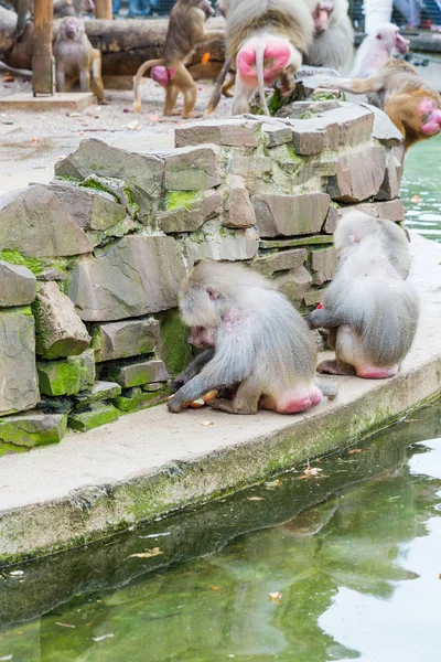 Gran Grupo Monos Babuinos Alimentándose Zoológico Colonia — Foto de Stock