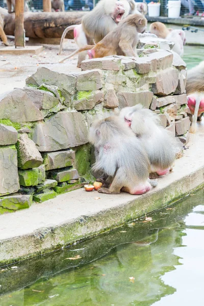 Gran Grupo Monos Babuinos Alimentándose Zoológico Colonia — Foto de Stock