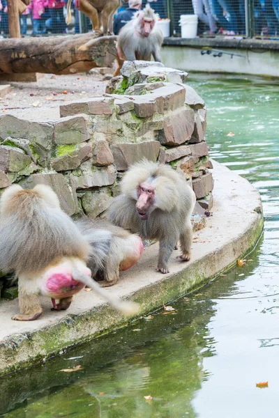 Gran Grupo Monos Babuinos Alimentándose Zoológico Colonia — Foto de Stock