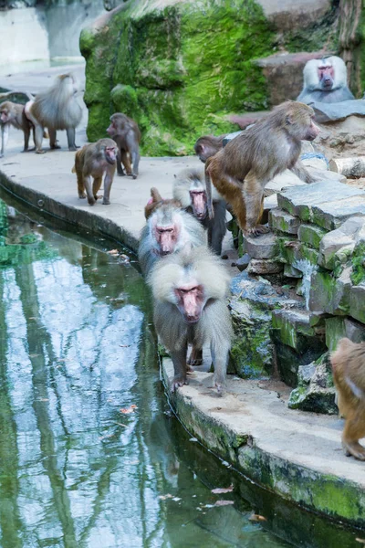 Gran Grupo Monos Babuinos Alimentándose Zoológico Colonia — Foto de Stock