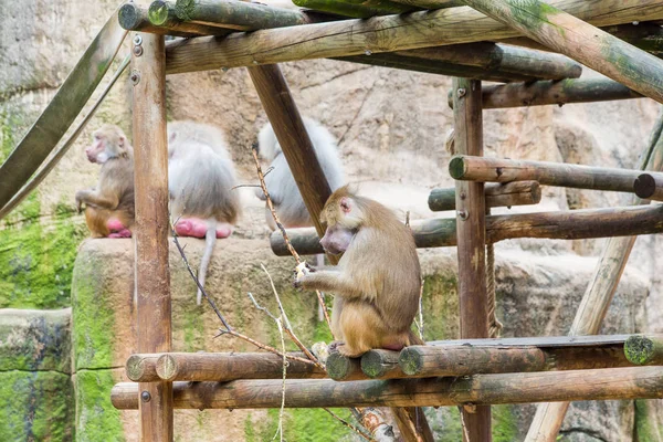 Grande Grupo Babuínos Macacos Alimentando Zoológico Colônia — Fotografia de Stock